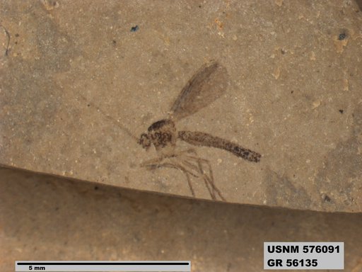 Insecta