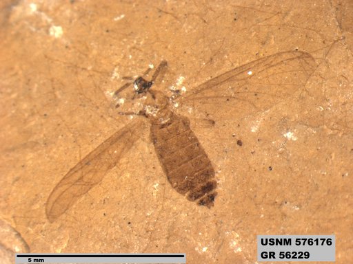 Insecta