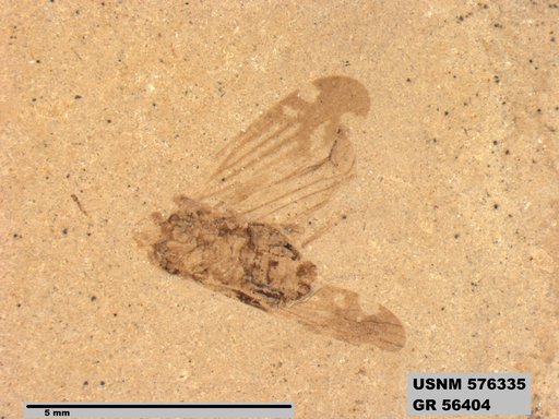 Genus sp