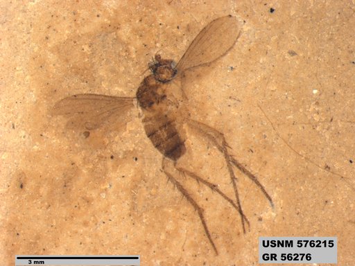 Insecta