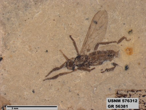 Insecta