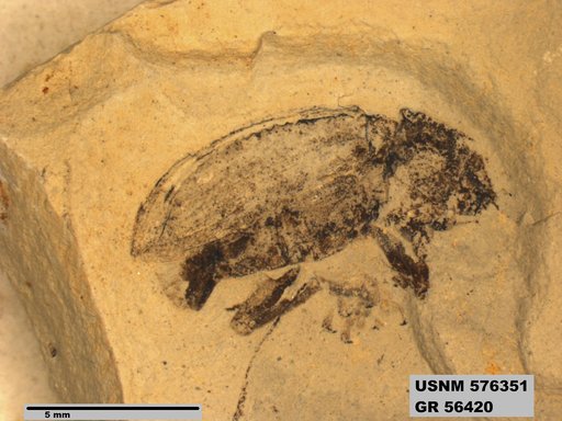 Insecta