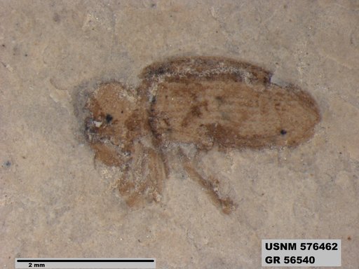 Insecta