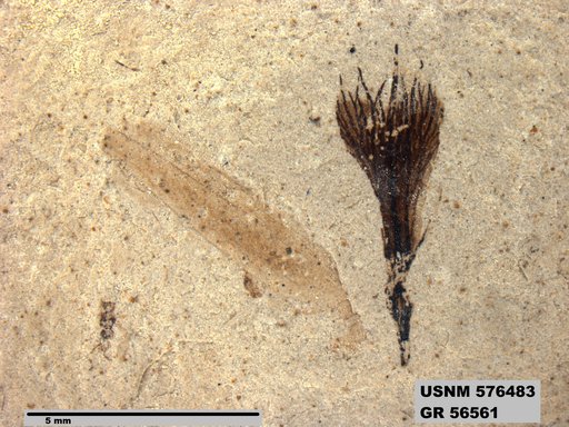 Insecta