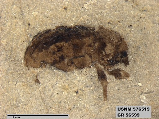 Insecta