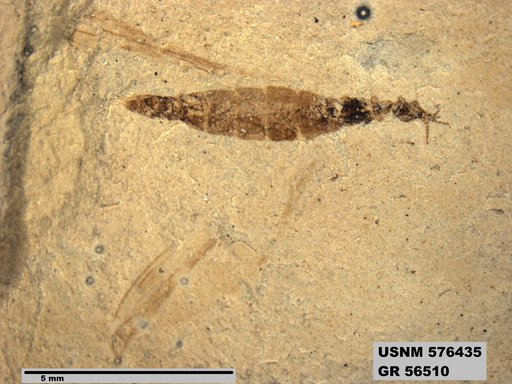 Insecta