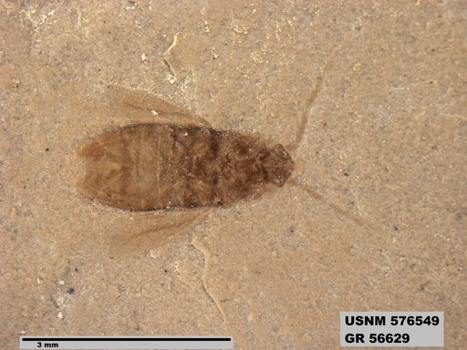 Genus sp