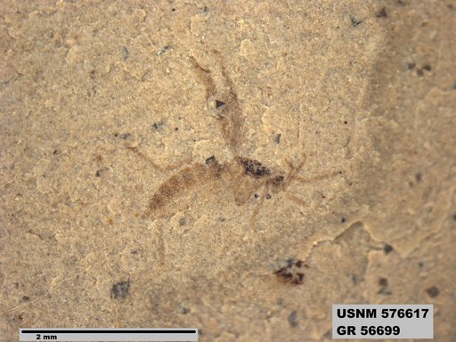 Insecta
