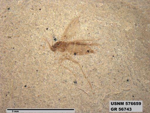 Insecta