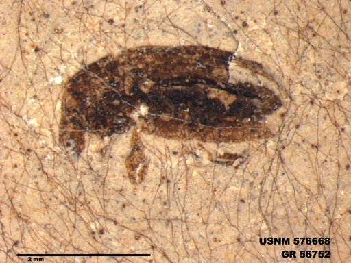 Insecta