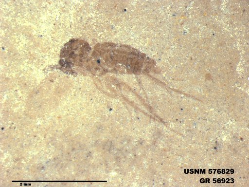 Insecta