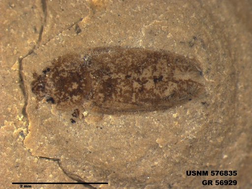 Insecta
