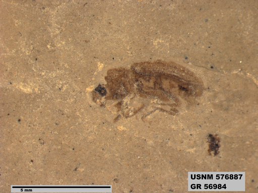 Insecta