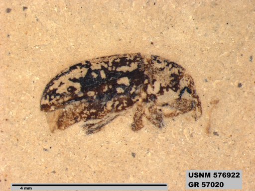 Insecta