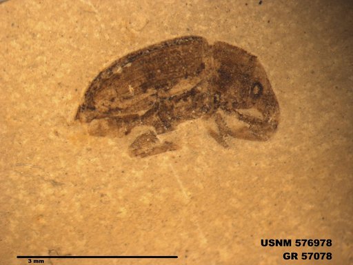 Insecta