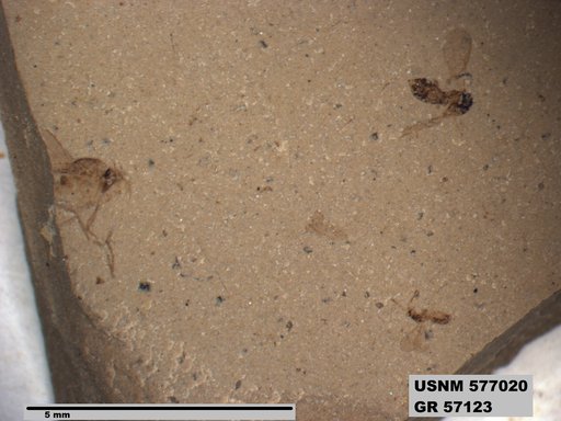 Insecta