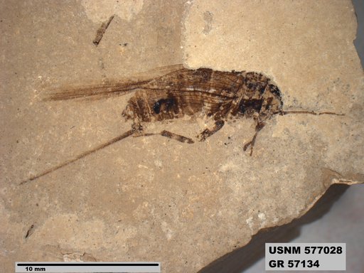 Insecta