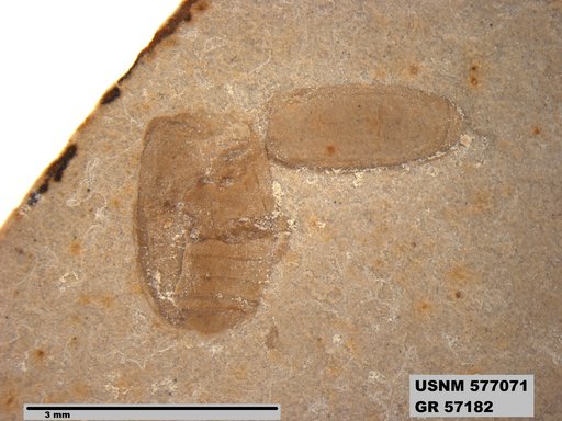 Insecta