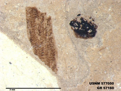 Insecta