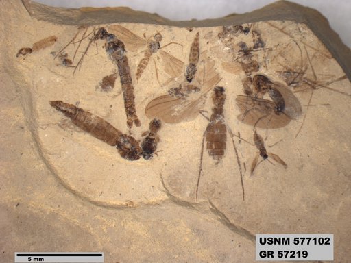 Insecta