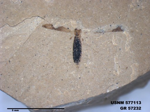 Genus sp