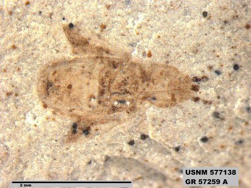 Genus sp