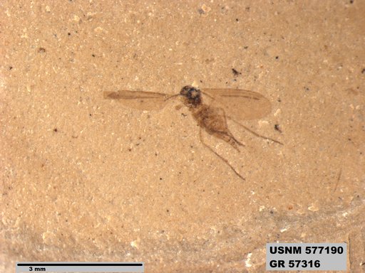 Insecta