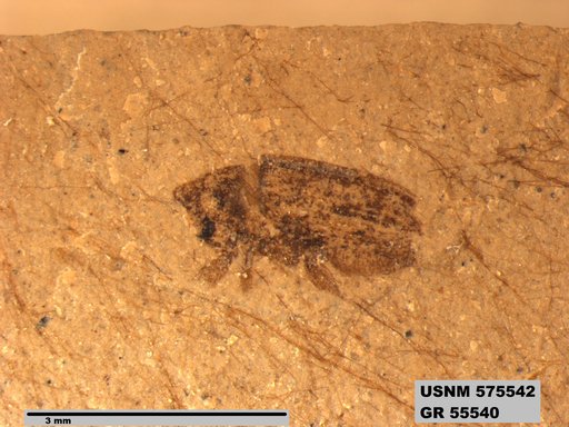 Insecta