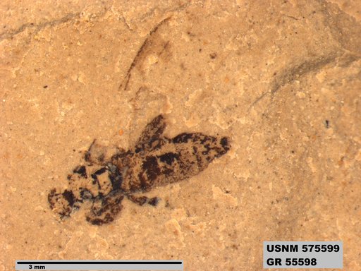 Insecta