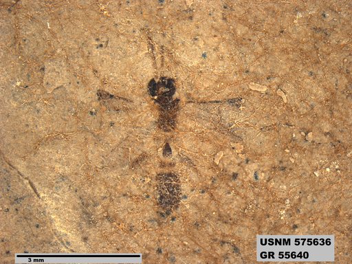 Insecta