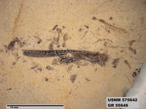 Eotetrix unicornis