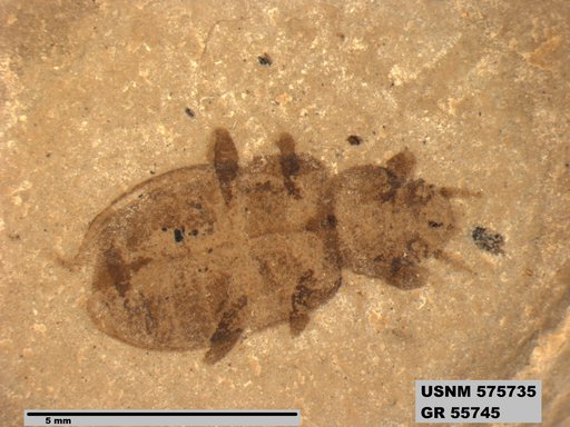 Genus sp