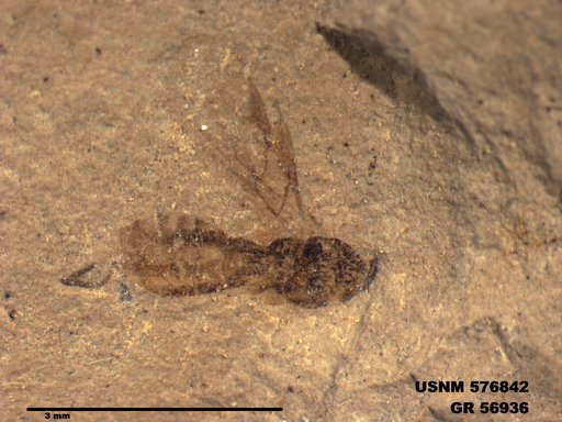 Insecta