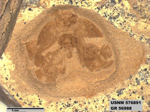 Genus sp
