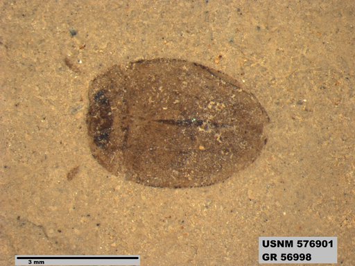 Insecta