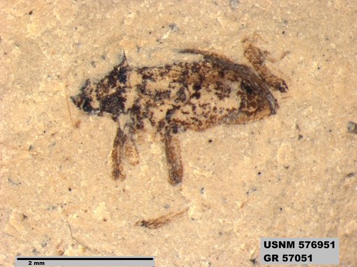 Insecta