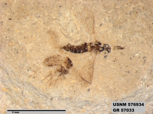 Insecta