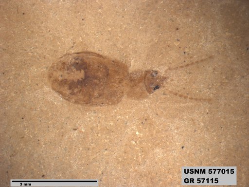 Insecta