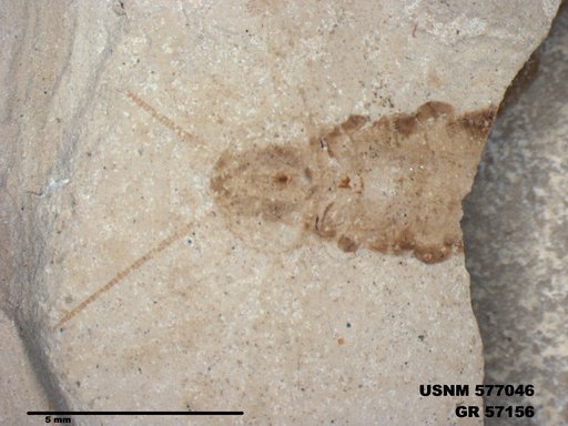 Genus sp
