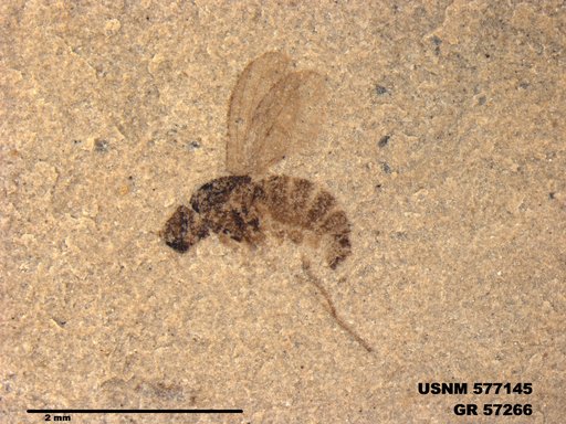 Insecta
