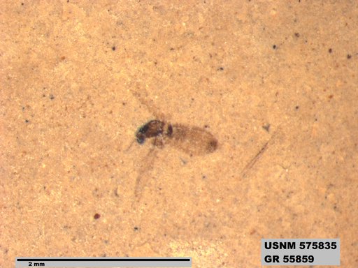 Insecta