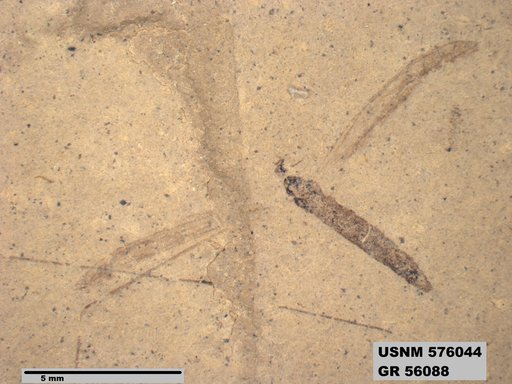 Insecta