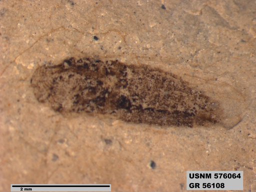 Genus sp