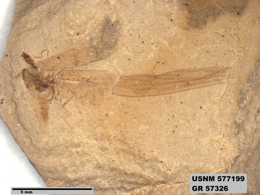 Insecta