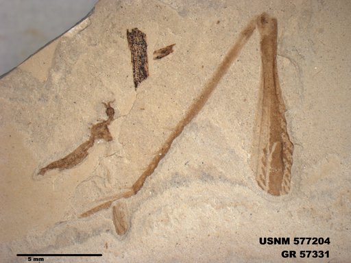Genus sp