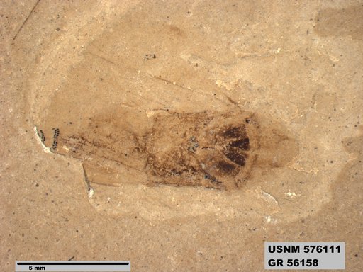 Genus sp
