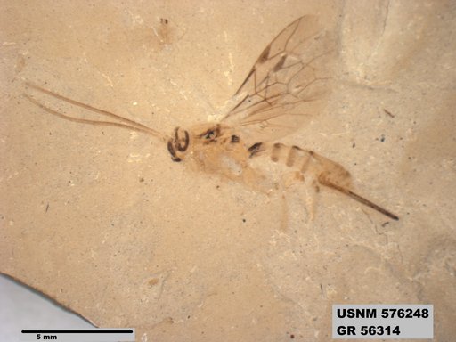 Insecta
