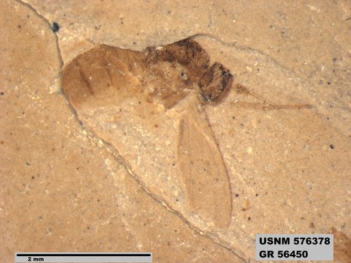 Insecta
