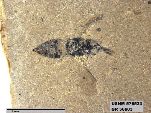 Insecta