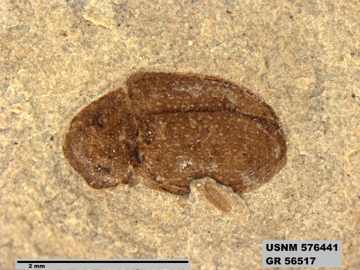 Insecta